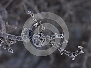 Prunus in winter.cold weather.