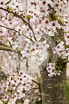 Close up of the ornamental tree Prunus x yedoensis photo