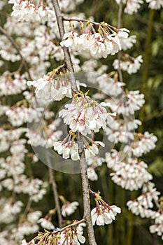 Ornamental cherry Prunus x yedoensis Ivensii photo