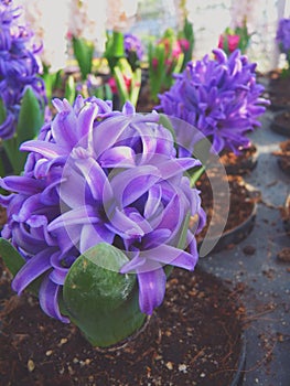 Pruple hyacinthus
