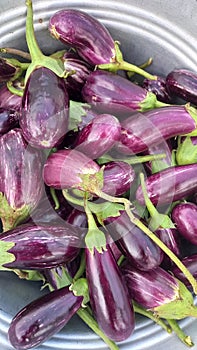 Pruple long Brinjal