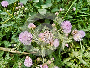 Pruple milk thistle with green background at the botanical garden.