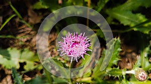 Pruple milk thistle with green background at the botanical garden.