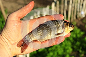 Prussian carp in the hand