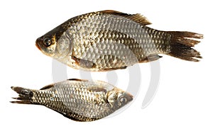 Prussian carp, Silver, Gibel