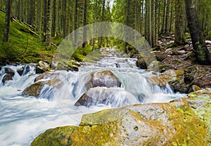 Prut river flowing through the coniferous forest on the hills of Carpathian Mountains, Hoverla National Park. Wild nature scene,