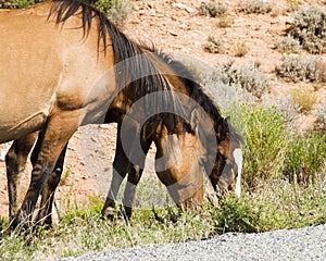 Pryor Mountain mustangs