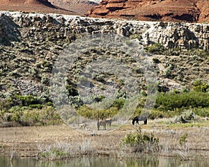 Pryor Mountain mustangs photo