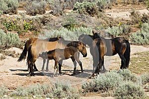 Pryor Mountain mustangs photo