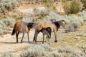 Pryor Mountain mustangs photo