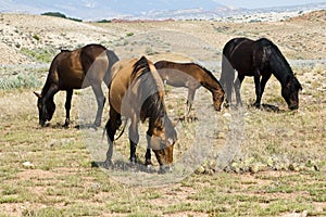 Pryor Mountain mustangs photo