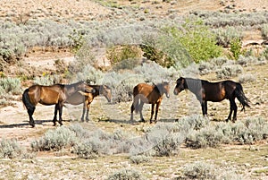 Pryor Mountain mustangs photo