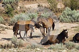 Pryor Mountain mustangs photo