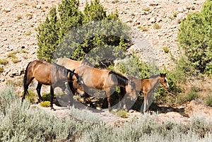 Pryor Mountain mustangs