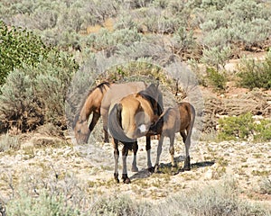 Pryor Mountain mustangs photo