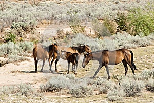 Pryor Mountain mustangs