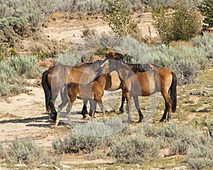 Pryor Mountain mustangs