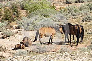 Pryor Mountain mustangs photo