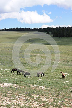 Pryor Mountain Mustangs