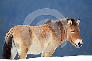 Przewalski horse