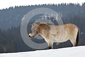 Przewalski horse