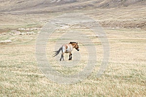 Przewalski horse
