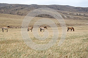 Przewalski horse