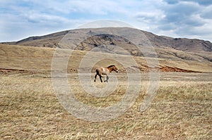 Przewalski horse