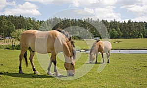 Przewalski Horse at captive breeding