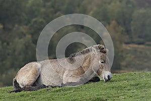 Przewalski horse, Equus ferus przewalskii, portraits