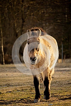 Przewalski\'s or Dzungarian horse, is a rare and endangered subspecies