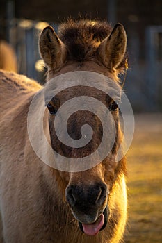 Przewalski\'s or Dzungarian horse, is a rare and endangered subspecies