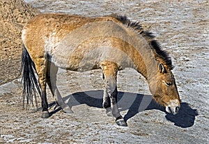 Przewalski`s horse 11