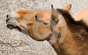 Przewalski's horse 2