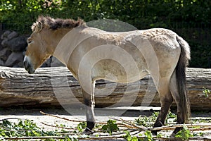 Przewalski's horse 3