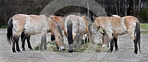 Przewalski's horse 7