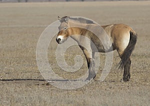 Przewalski's horse in the autumn steppe.