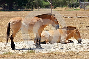 Przewalski`s Horse photo