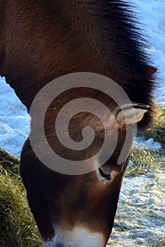 Przewalski`s Horse or Dzungarian Horse