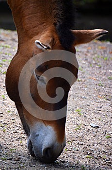 Przewalski`s Horse or Dzungarian Horse,