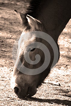 Przewalski`s Horse or Dzungarian Horse,