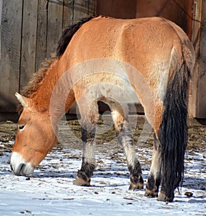 Przewalski`s Horse or Dzungarian Horse,