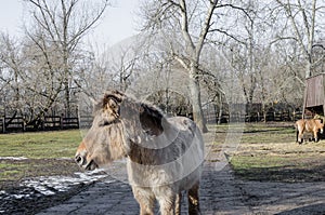 Przewalski's horse/ Dzungarian horse