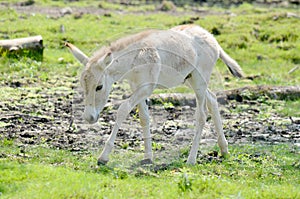 Przewalski's Horse photo