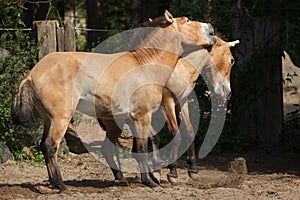 Przewalski`s horse Equus ferus przewalskii