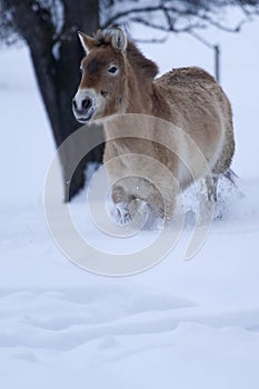 Przewalski's Horse (Equus ferus przewalskii)