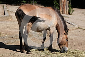 Przewalski's horse (Equus ferus przewalskii).
