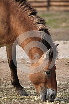 Przewalski's horse (Equus ferus przewalskii).