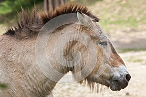 Przewalski`s horse Equus ferus przewalskii