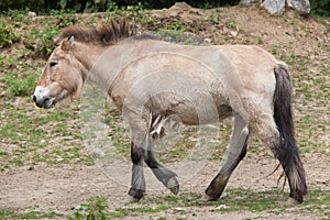 Przewalski`s horse Equus ferus przewalskii